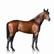 Image result for Desert Thoroughbred Horse