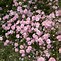 Image result for Gypsophila paniculata Flamingo