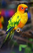 Image result for Beautiful Yellow Things