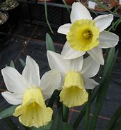 Image result for Narcissus February Silver