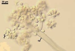 Image result for Rockford Semillon Botrytis Cinerea