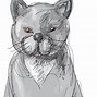 Image result for Crazy Cat White Background