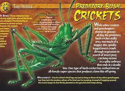 Image result for Predatory Cricket