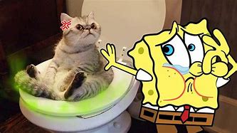 Image result for Eww Dogs Cat Meme