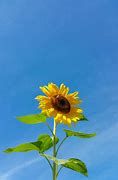 Image result for Sunflower Wallpaper Galaxy