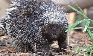 Image result for porcupines facts