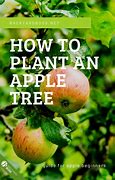 Image result for Planting Apple Trees Tips