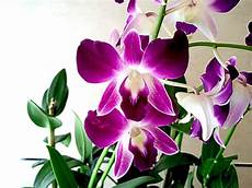 orchidee fiori appassiti come curare le orchidee bigodino orchidee fiori appassiti come curare le orchidee bigodino