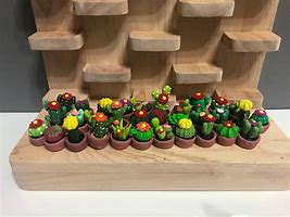 Image result for Mini Cactus Set