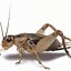 Image result for Cricket Animal ClipArt