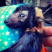 Image result for Wild Bat