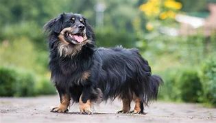 Image result for Dachshund Collie Mix