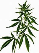 Image result for Cannibis Leaf Transparent Background