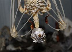 Image result for Flying Fox Skeleton