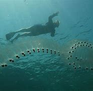 Image result for Mysterious Things in the Ocean
