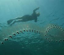 Image result for White Floating Things in Ocean