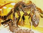 Image result for The Biggest Dinosaur in the World Fact