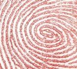 Image result for Fingerprint Forensics