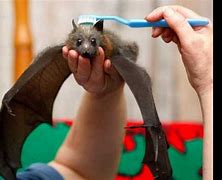 Image result for Bat Toothbrush