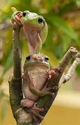 Image result for Cute Real Frog