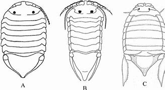 Image result for Ducky Isopod