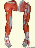 Image result for Arm Muscle Diagram Unlabeled