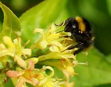 Afbeeldingsresultaten voor Diervilla rivularis Honeybee