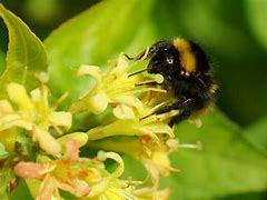 Image result for Diervilla rivularis Honeybee