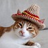 Image result for Gato Con Sombrero Meme