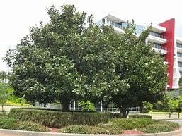 Résultat d’images pour Magnolia grandiflora Exmouth