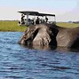 Image result for Best Safari in Kenya