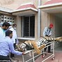 Image result for Local Man Saved by Tiger