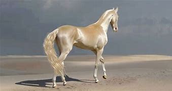 Image result for Prettiest Breed of Horse