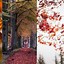 Image result for Autumn Leaves Phone Wallpaper