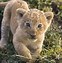 Image result for Cute Lion