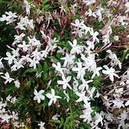 Image result for Creeping Vine with White Flowers