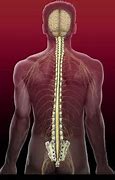 Image result for Spinal Cord and Vertebrae