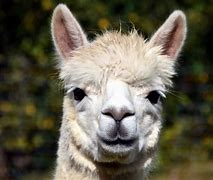 Image result for a lama
