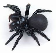 Image result for Mouse Spider