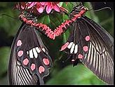 Image result for Butterfly iPad Wallpaper