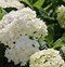 Image result for Hydrangea macrophylla Endless Summer The Bride (