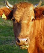 Image result for Cow Breeds Pictures