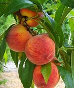 Image result for Open Peach Fruit
