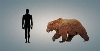 Image result for 100 Feet Compared to Human