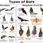 Image result for Bat Species in Pennsylvania