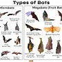 Image result for Types of Bat Species