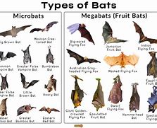 Image result for Names of Bats