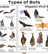 Image result for Types of Vampire Bat