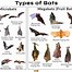 Image result for Different Bat Species