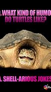 Image result for Tortoise Jokes